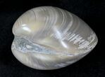 Polished Fossil Astarte Clam - Large Size #21079-1